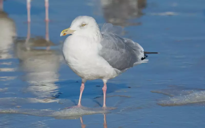 Locomotion Of Herring Gull