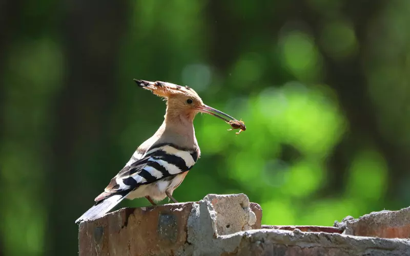 Locomotion Of Hoopoe