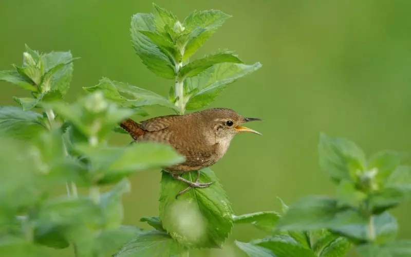 Locomotion Of House Wren