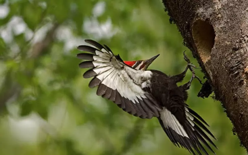 Locomotion Of Ivory-Billed Woodpecker