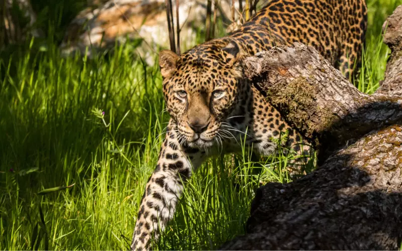 Locomotion Of Javan Leopard