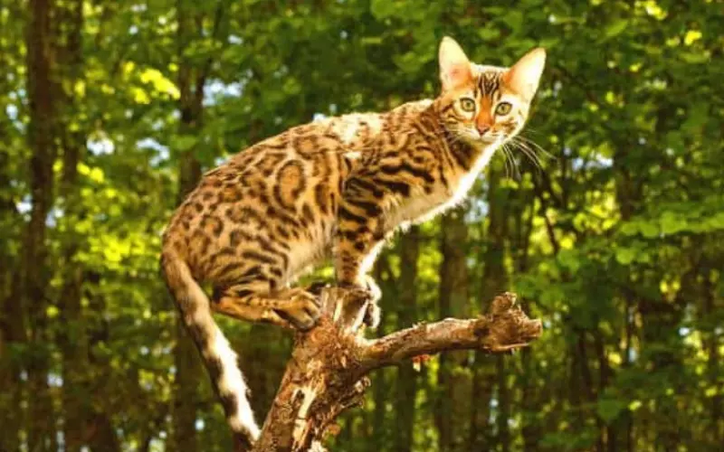 Locomotion Of Leopard Cat