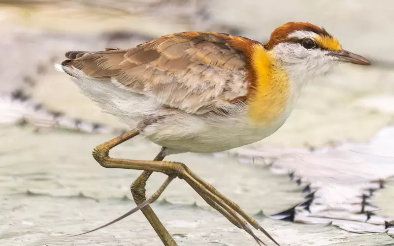 Locomotion Of Lesser Jacana