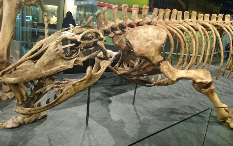 Locomotion Of Megalania