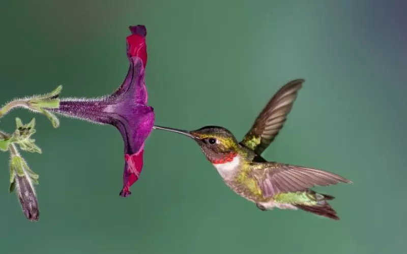 Locomotion Of Ruby-Throated Hummingbird