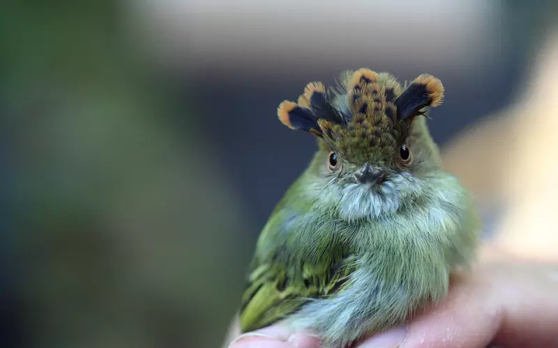 Locomotion Of Scale-Crested Pygmy Tyrant