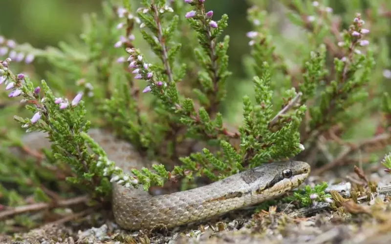 Locomotion Of Smooth Snake