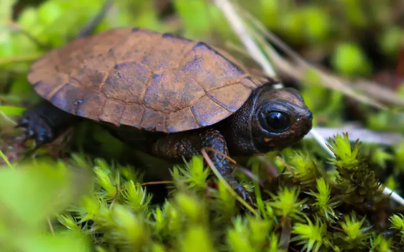 Locomotion Of Spiny Hill Turtle