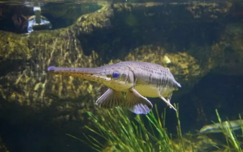 Locomotion Of Spotted Gar