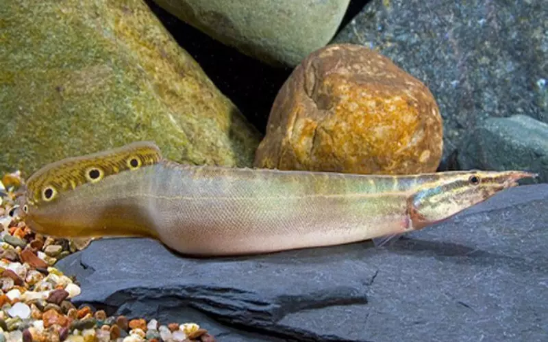 Locomotion Of Tire Track Eel