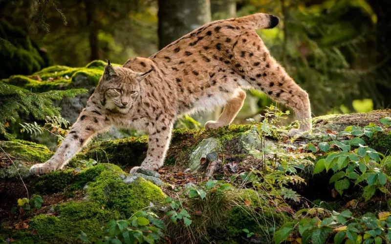 Locomotion of Balkan Lynx