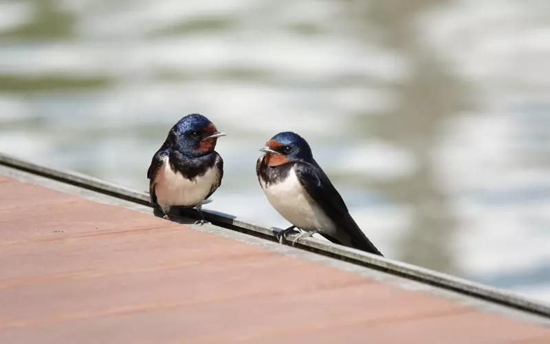 Locomotion of Barn Swallow