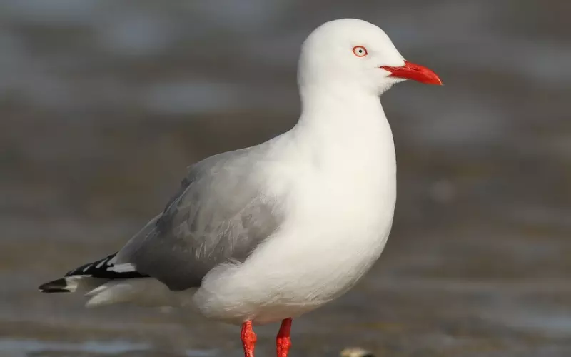 Locomotion of Seagull