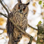 Long-Eared Owl