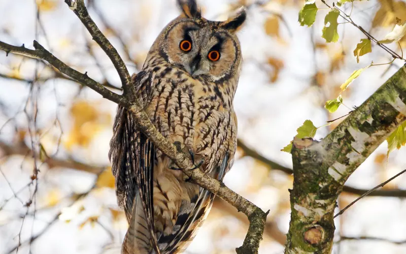 Long-Eared Owl