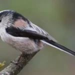 Long-Tailed Tit