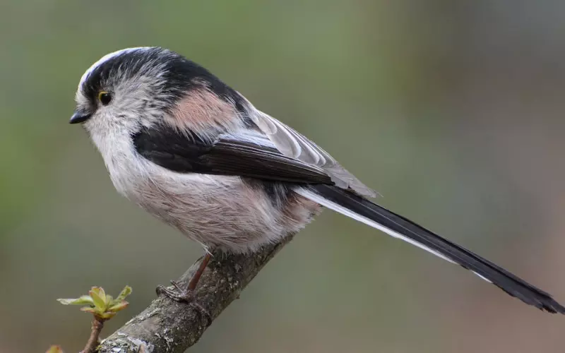 Long-Tailed Tit