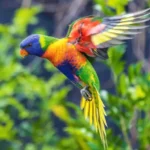 Lorikeet