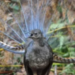 Lyrebird