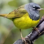 MacGillivray's Warbler