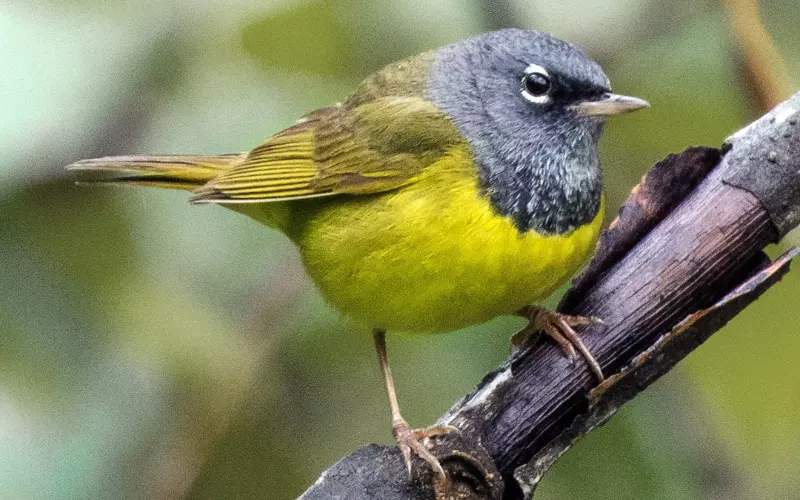 MacGillivray's Warbler