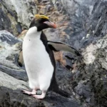 Macaroni Penguin