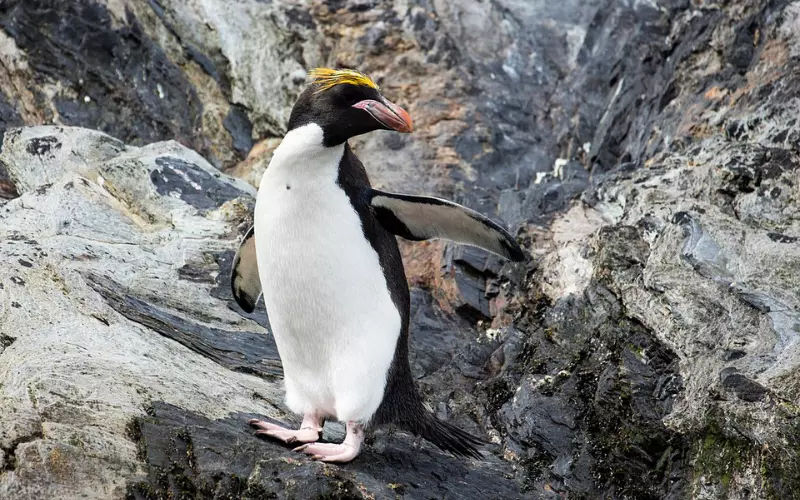 Macaroni Penguin