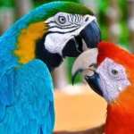 Macaw