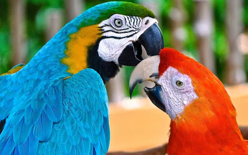 Macaw