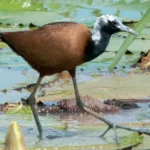 Madagascar Jacana