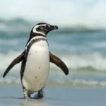 Magellanic Penguin