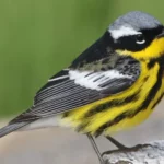 Magnolia Warbler