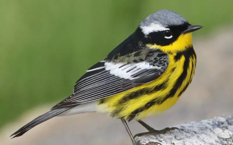 Magnolia Warbler