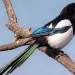 Magpie