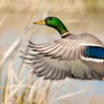 Mallard