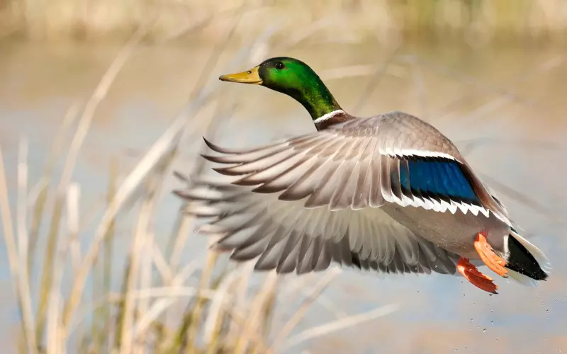 Mallard