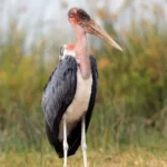 Marabou Stork