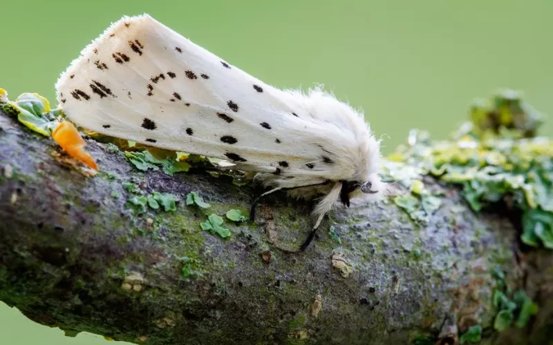 Meaning And Symbolism Of White Moth Sightings