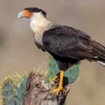 Mexican Eagle (Northern crested caracara)