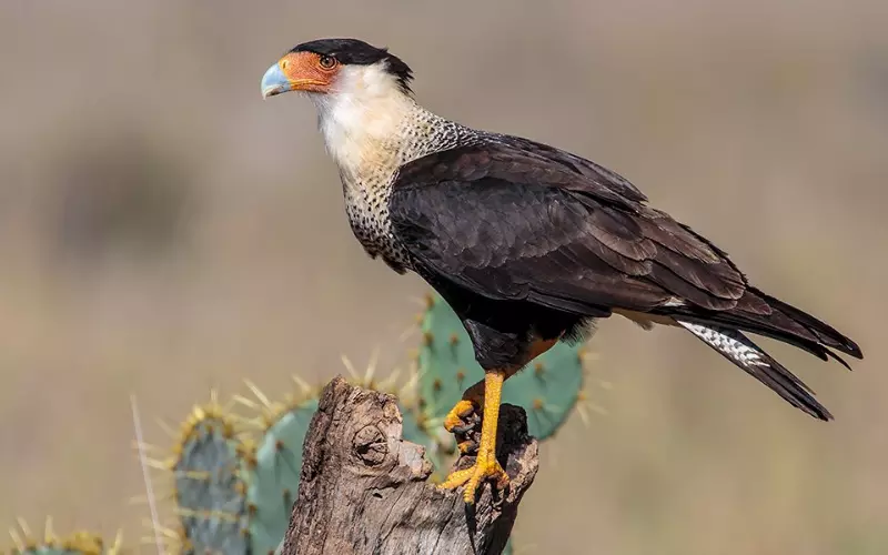 Mexican Eagle (Northern crested caracara)