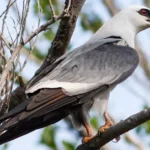 Mississippi Kite