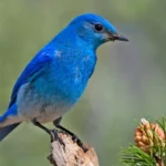 Mountain Bluebird