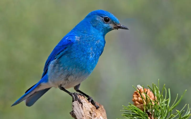 Mountain Bluebird