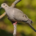 Mourning Dove