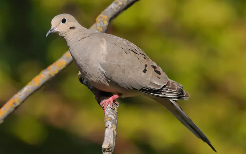 Mourning Dove