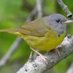 Mourning Warbler