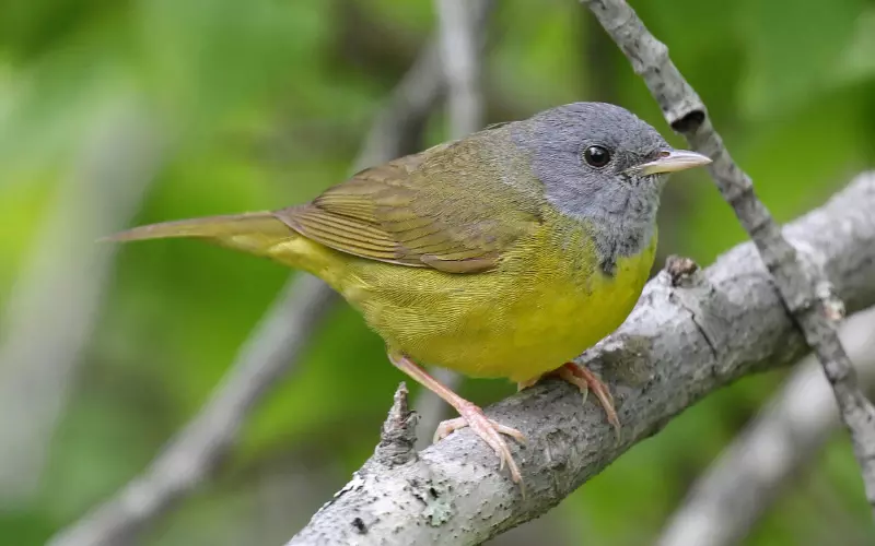 Mourning Warbler