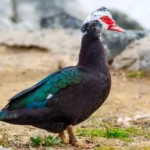 Muscovy Duck