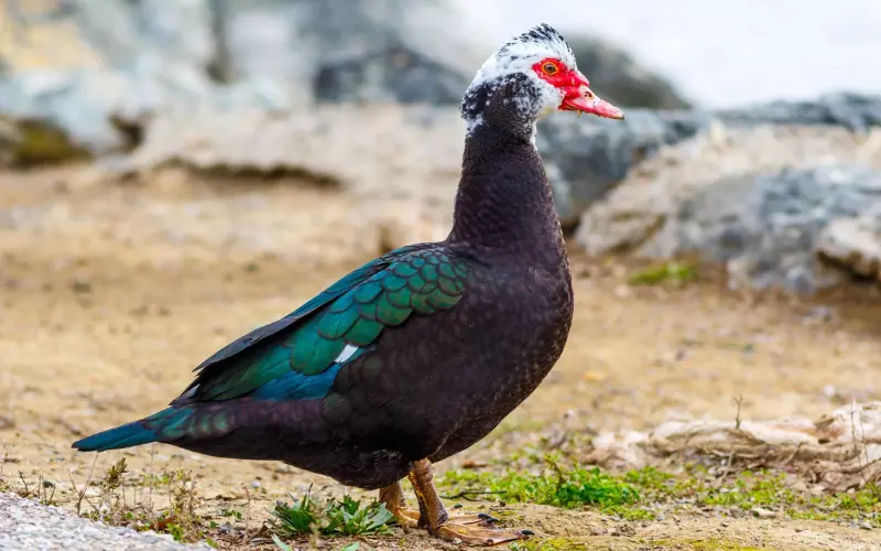 Muscovy Duck