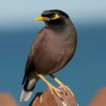 Myna Bird